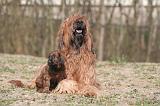 BRIARD 184